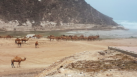 Kamele am Strand