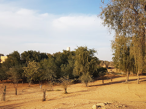 Al Wadi Desert