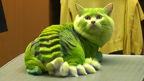 Katze nach dem Frisör Katze nach dem Frisör