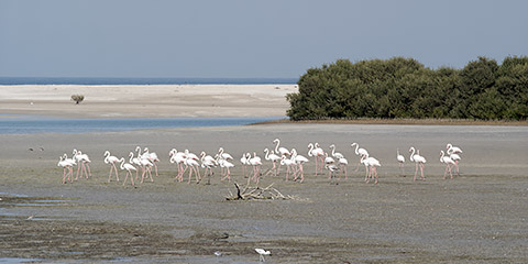 Flamingos in Lagune