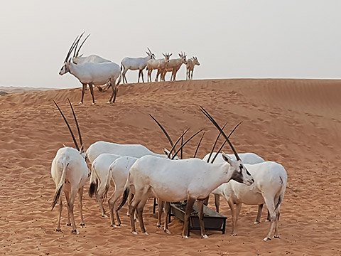 Oryx-Herde