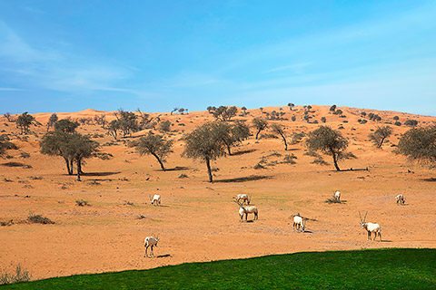 Natur in Al Wadi