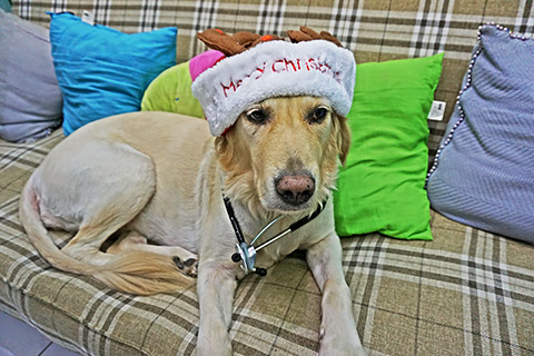Christmas Dog Christmas Dog