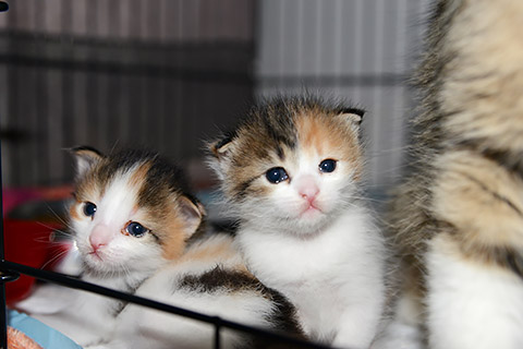 Dreifarbige Kätzchen