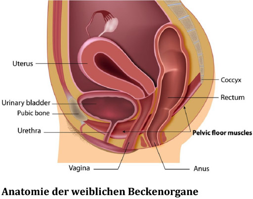 Anatomie der weiblichen Beckenorgane