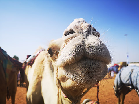 Neugieriges Kamel