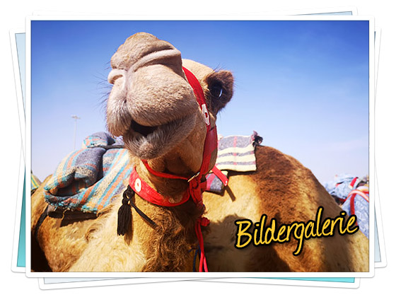 Bildergalerie - Heritage Festival und Kamelrennen in Marmoom 2019