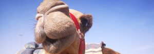 Heritage Festival und Kamelrennen in Marmoom 2019