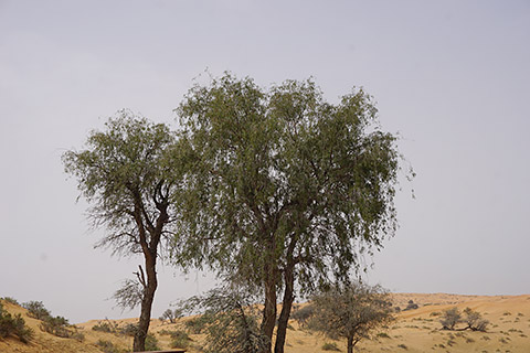 Ghaf Tree