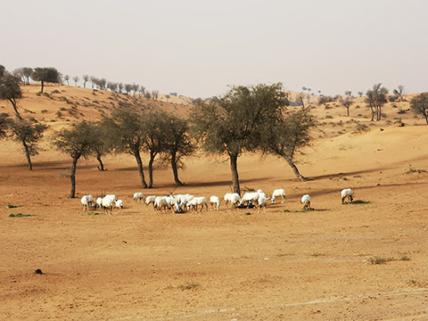 Oryxe unter Ghaf Trees