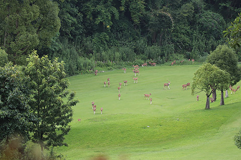 Tiere auf dem Golfplatz