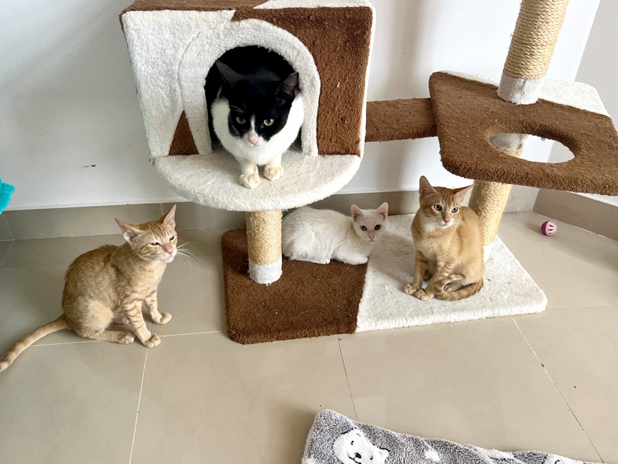 Happy Cats