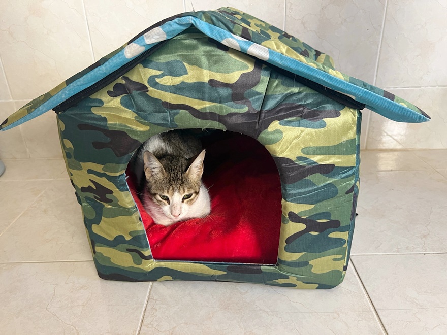 Katze im Häuschen