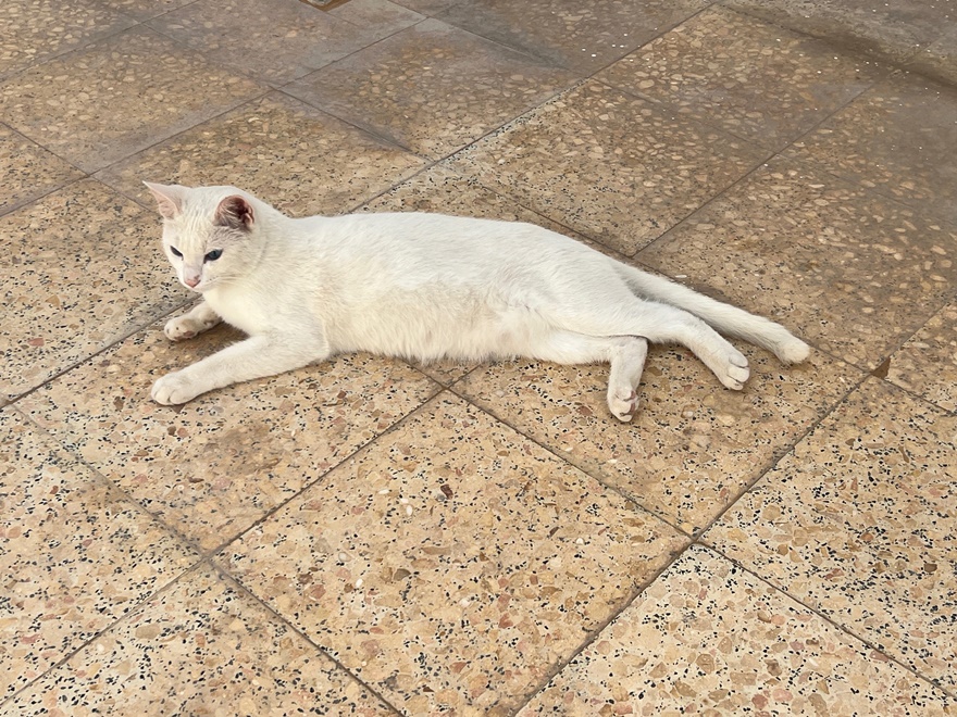 Tom