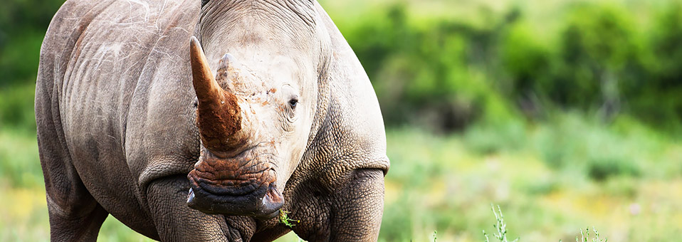 Humpy Grumpy und das Rhino
