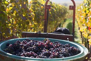 Weinlese