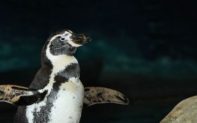 Glückliche Pinguine in Al Ain