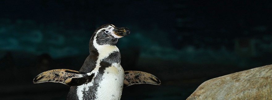 Glückliche Pinguine in Al Ain