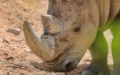 Der Save Rhino Day im Al Ain Zoo