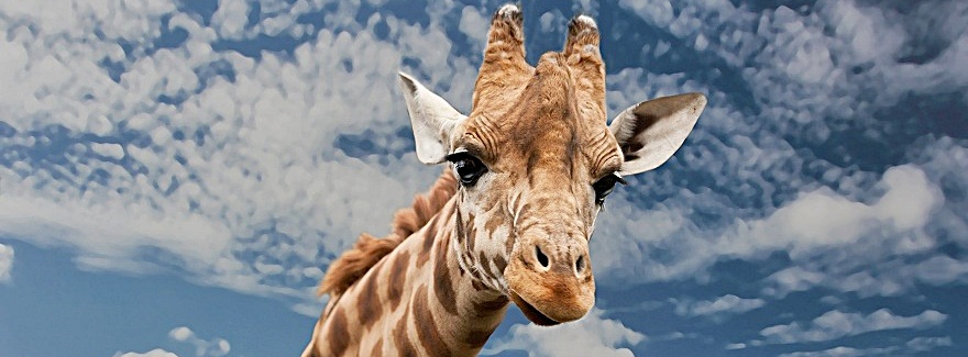 Welt-Giraffen-Tag