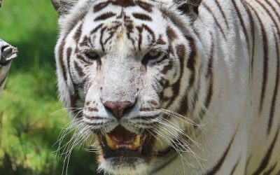 Schutz der Weißen Bengal Tiger
