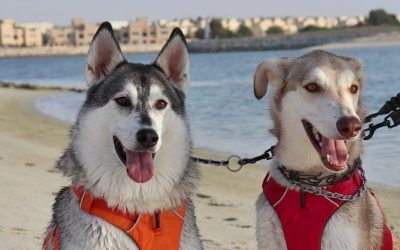 Urlaub mit Hund in Ras Al Khaimah