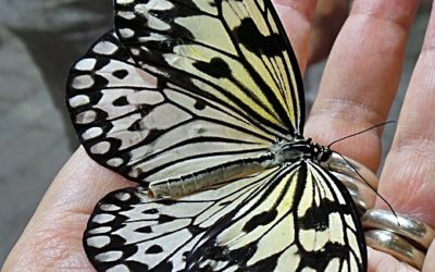 Kleiner Schmetterling