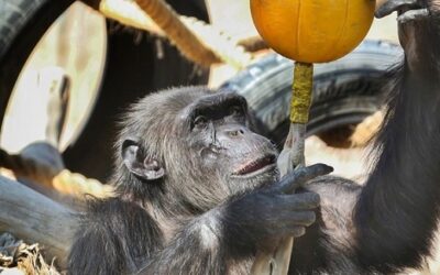 Schutz für Schimpansen