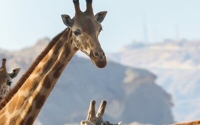 Welt-Giraffen-Tag in Al Ain
