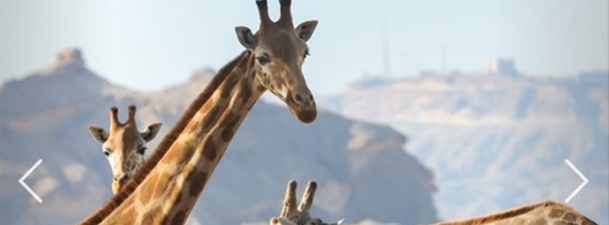 Welt-Giraffen-Tag in Al Ain