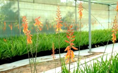Setzlinge einheimischer Pflanzen für Al Ain