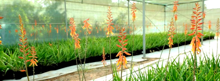 Setzlinge einheimischer Pflanzen für Al Ain