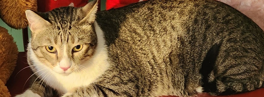 Erholsamer Urlaub für Ihre Lieblinge