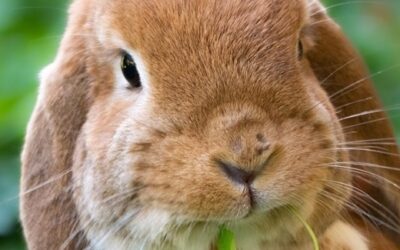 News aus dem Cove Rotana