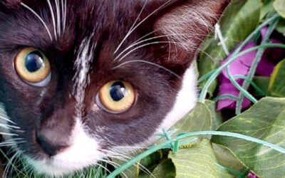 Miau – schau mich mal an