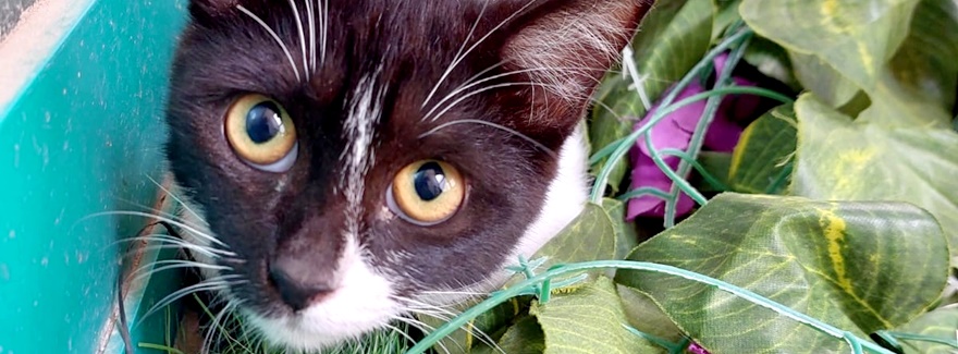 Miau – schau mich mal an