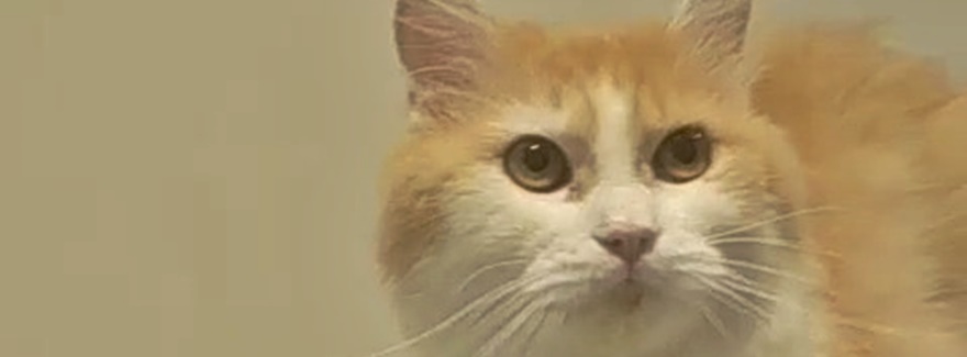 Ein kleines Katzenherz sucht sein großes Glück 